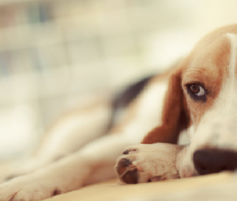 Parvovirus canine a aithint agus a bhainistiú i madraí beaga