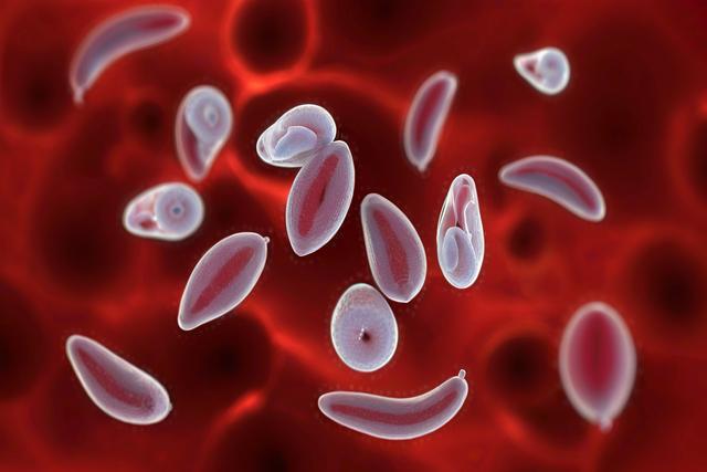 Tuiscint a fháil ar ionfhabhtú toxoplasma gondii i gcait agus i madraí: comharthaí, diagnóis, agus cóireáil