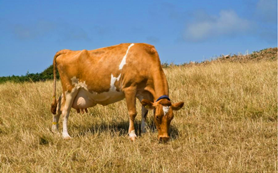 Brath toirchis bó -ainmhithe a bhrath le trealamh tástála tapa fluaraiseachta Babio