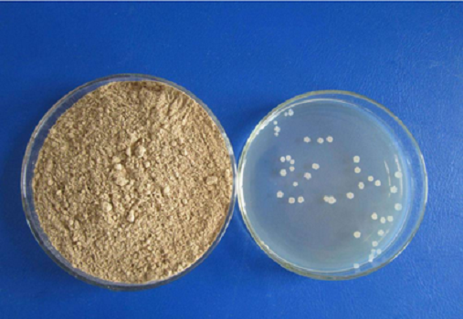Granule LB Meánach (Lennox) le Babio: Meáin Chultúir Ardchaighdeáin do E. Coli Research