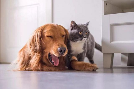 Seolann Babio Trealamh Tástála TOXO Ab le haghaidh Braite Mear Antashubstaintí Tocsoplasma i bPataí