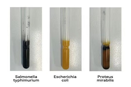 Seolann BABIO Meán Iompar Ardfheidhmíochta (Cineál SS) le haghaidh Aistriú Samplach Miocróbach Domhanda Iontaofa