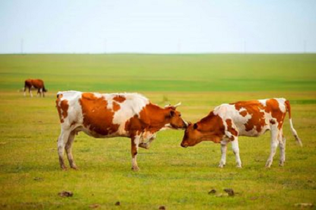 Tugann BABIO Trealamh Tástála Mear um Thoirchis Bhuaibheach Ard-Íogaireachta isteach le haghaidh Feirmeoireacht Eallaigh Nua-Aimseartha