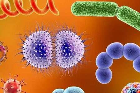 Seolann BABIO Meán Saibhrithe Salmonella Shigella le haghaidh Iompar Iontaofa Pataigin eintreach