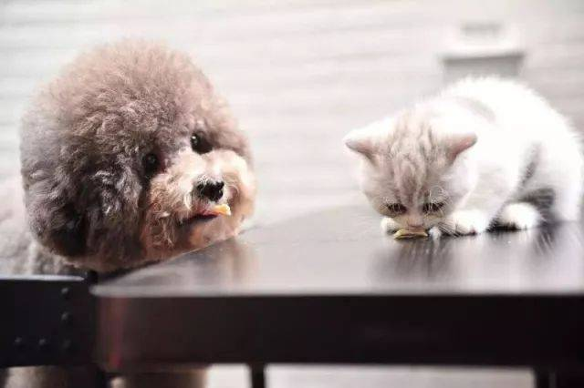 Trealamh Mear Tástála Ag FPV le haghaidh Braite Víreas Lotnaidí Feline